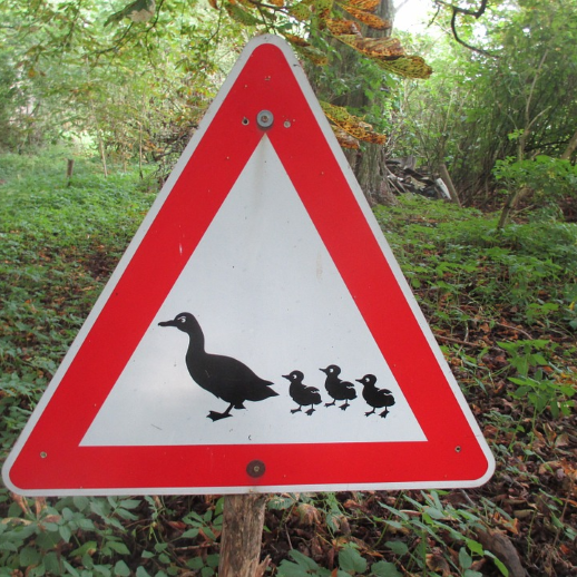 Dreieckiges Achtung-Schild mit einer großen Ente und ihren 4 Kindern